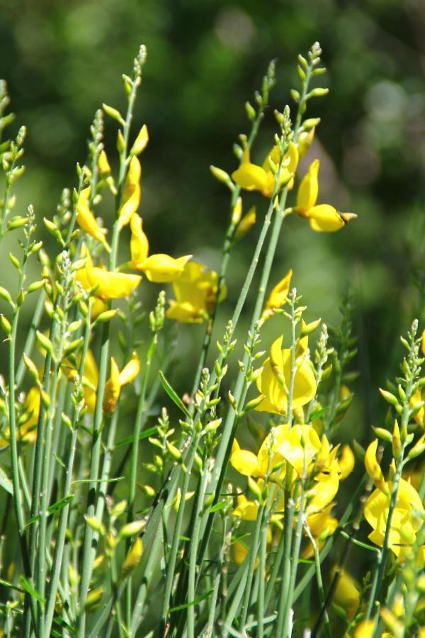Case Natura Pontedassio المظهر الخارجي الصورة