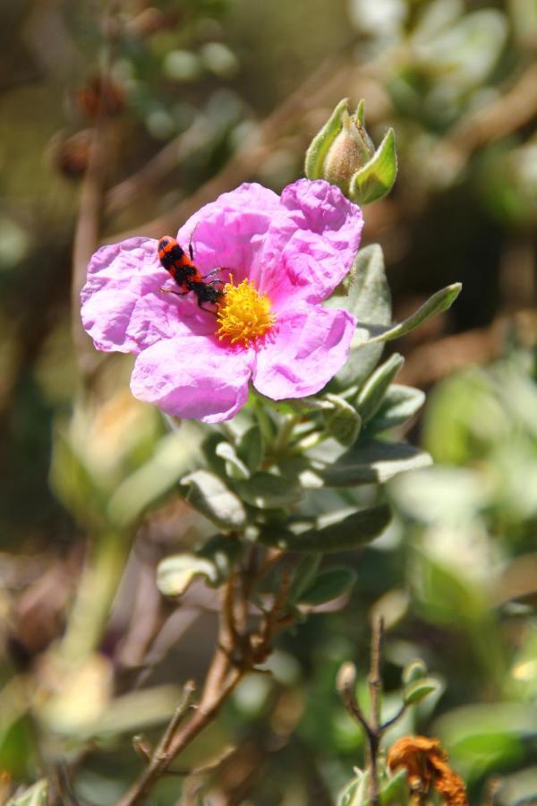Case Natura Pontedassio المظهر الخارجي الصورة